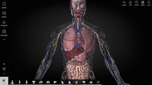 Anatomyka - Anatomía 3D screenshot 12