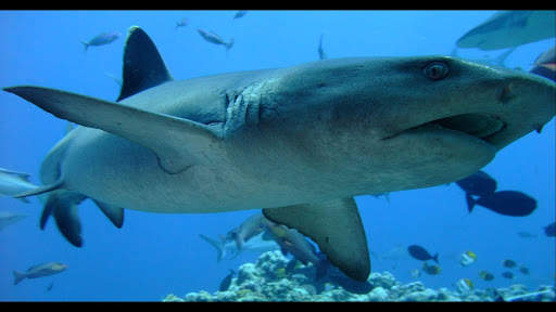 Tipped Reef Shark. Wallpapers screenshot 2