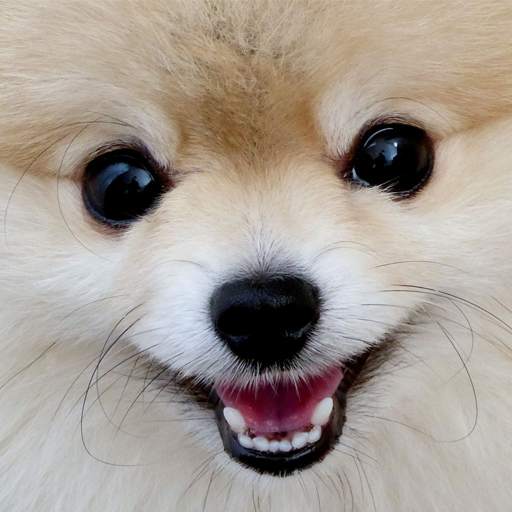 Spitz live wallpaper 4.3