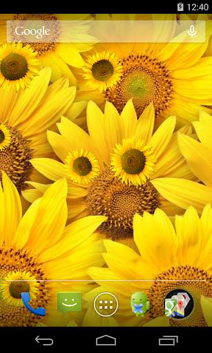 Sunflower Live Wallpaper screenshot 3