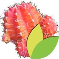 Au Cactus icon
