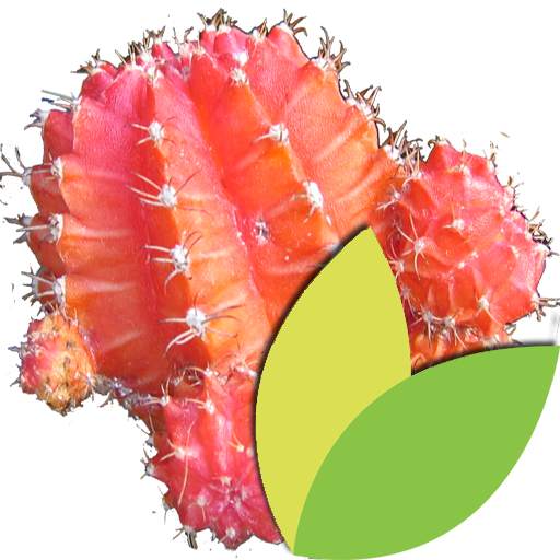 Au Cactus 1.1