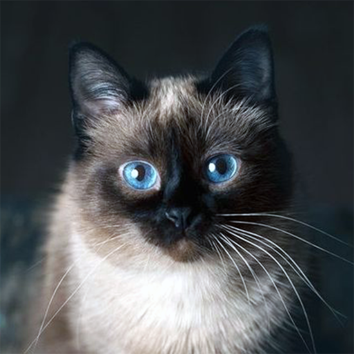 Talking Blue Siamese Cat أيقونة