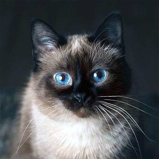 Talking Blue Siamese Cat 1.1.4