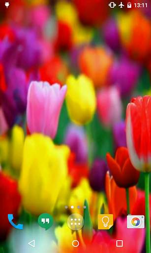 Tulips Live Wallpaper screenshot 4