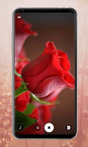 Rose Mobile Wallpapers screenshot 4