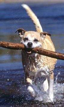 Funny Dogs Jigsaw Puzzles screenshot 1
