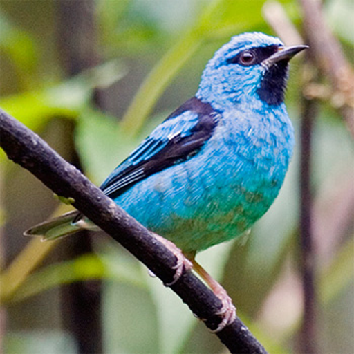 South American Birds Free icon