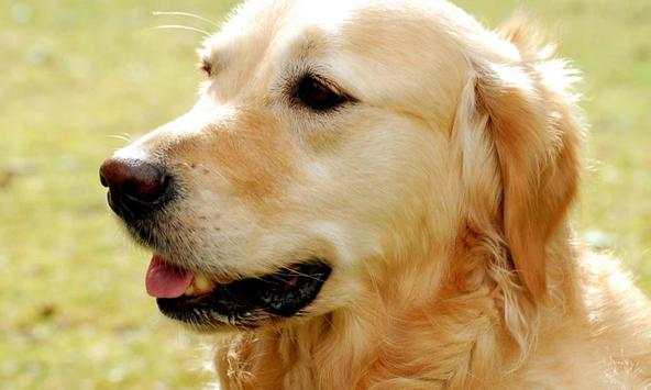 Retriever Wallpapers screenshot 2