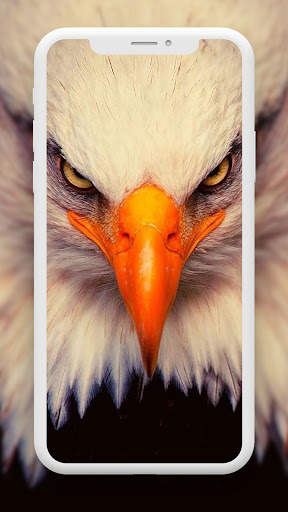 Bird Wallpaper HD screenshot 8
