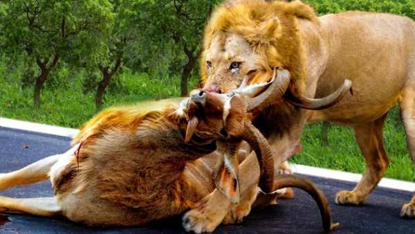 Angry Lion Hunting Season 2017 screenshot 7
