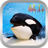 Whale Orca Soundboard 1.0