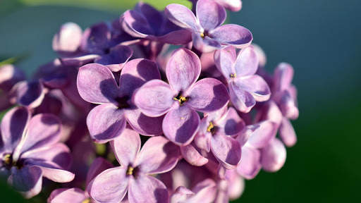 Lilac Flowers Live Wallpaper (Backgrounds) screenshot 7