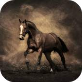 Horse Wallpapers 1.0