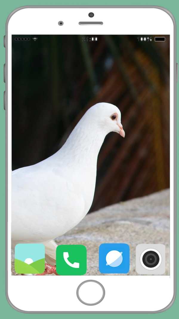 Pigeon Full HD Wallpaper screenshot 2