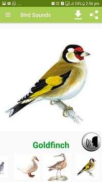 Bird Sound & Pictures screenshot 1