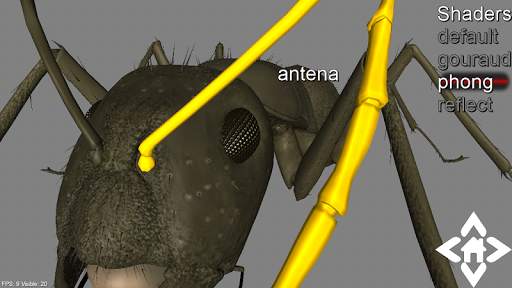 3D Ant Explorer Demo screenshot 3