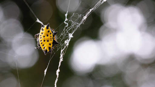 Spider Wallpapers HD & 4k Backgrounds screenshot 14
