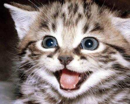 Funny Cats Jigsaw Puzzles screenshot 5