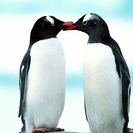 penguin-Tel icon