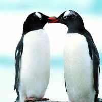 penguin-Tel on 9Apps