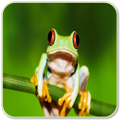 Frog Sounds icon
