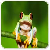 Frog Sounds 1.0