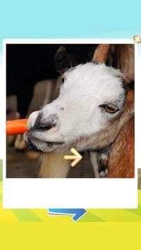 Animal Sounds - LITE screenshot 4