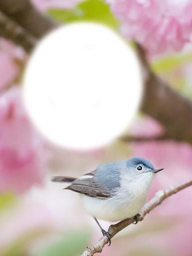 Birds Photo Frames HD स्क्रीनशॉट 13