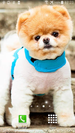 Pom Dog Live Wallpaper screenshot 2