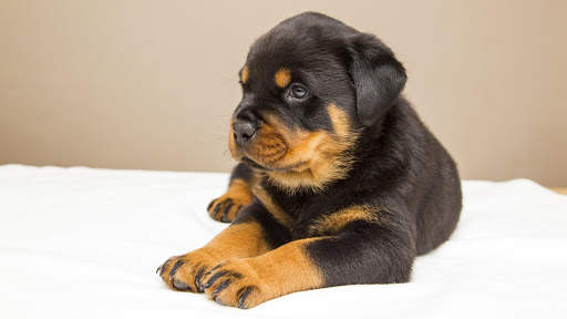 Rottweiler Wallpaper: Dog Wallpapers screenshot 19