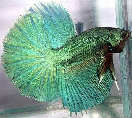 Betta Fish 3D screenshot 6