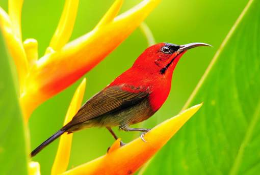 Wallpaper Various Birds screenshot 3