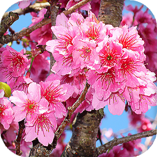 Sakura Live Wallpaper (Wallpapers &amp; Backgrounds) icon