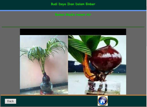 Cara Membuat Bonsai Kelapa скриншот 4