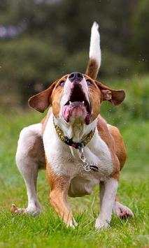 Funny Dog Jigsaw Puzzles screenshot 1