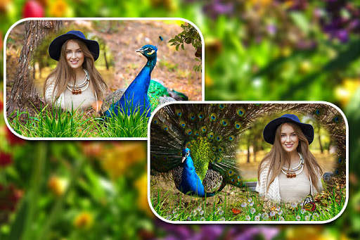 Peacock Photo Frames screenshot 3