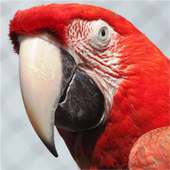 Parrot Live Wallpaper HD 4K HOT