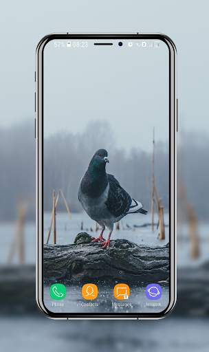 New Pigeon Wallpaper screenshot 9
