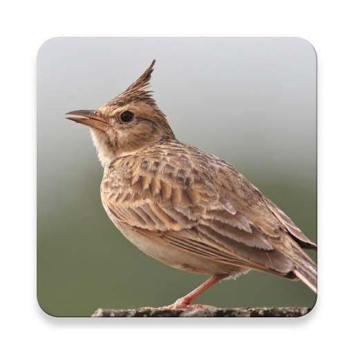 Lark Bird Sound Collections ~ Sclip.app 1.0.2