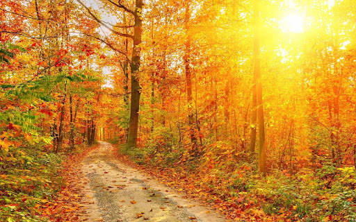 Autumn Wallpapers | hd backgrounds screenshot 11