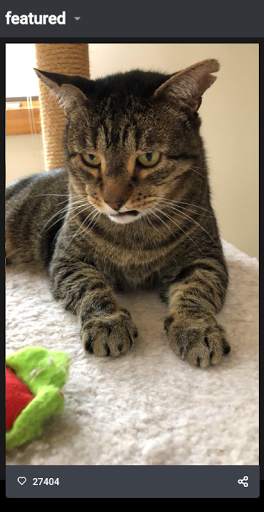 Funny Cat Videos and Pictures, screenshot 5