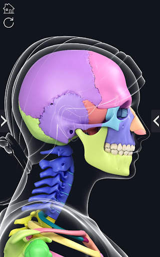 My Skeleton Anatomy screenshot 7