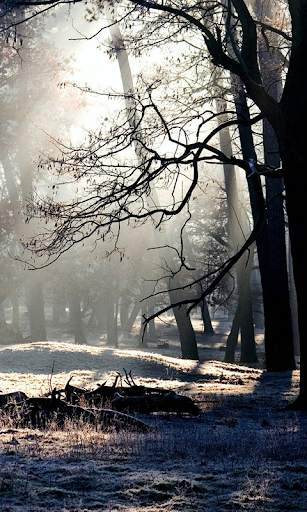 Forest Live Wallpaper screenshot 1