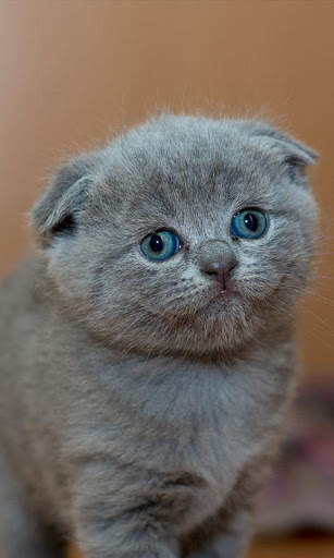 Sassy Cat Live Wallpaper screenshot 7