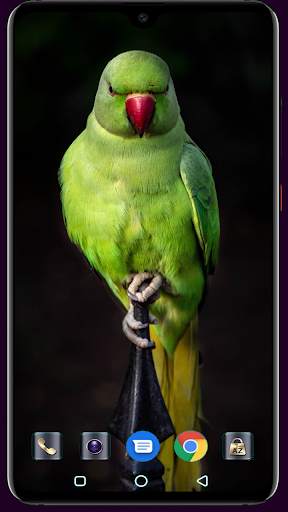 Bird Wallpaper screenshot 4