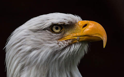 Bald Eagle Wallpaper screenshot 7