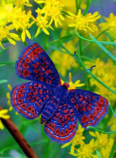 nature wallpaper 2021 screenshot 6