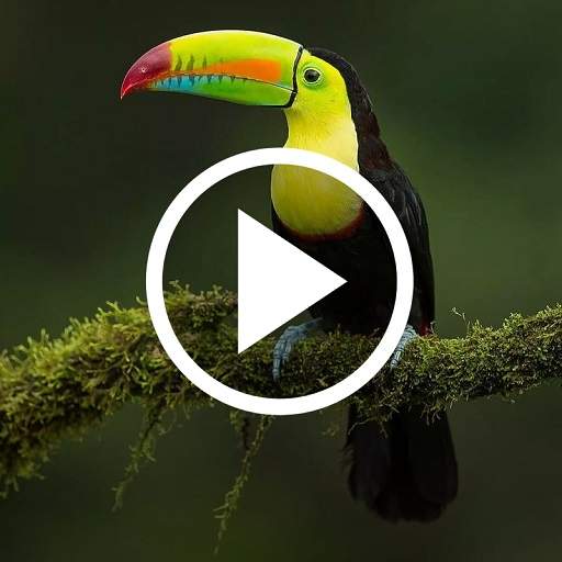 Animal Video Wallpaper 4.2