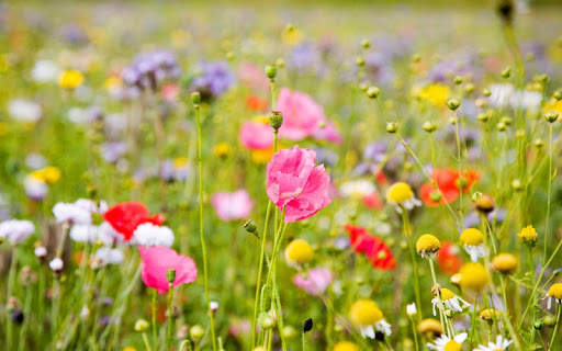 Flowers Live Wallpaper screenshot 8